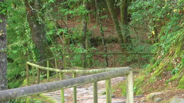 Path Naturel Milieu Forêt — Video