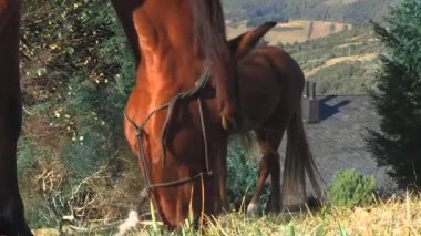 White Horse yapıştırma çim bağlı
