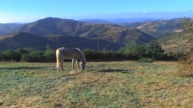 Beyaz atlı dağların arkasında yapıştırmaya