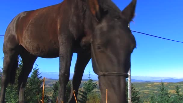 Grasse Pastagem Horse Preto Pastado — Vídeo de Stock