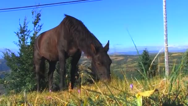 Grasse Pastagem Horse Preto Pastado — Vídeo de Stock