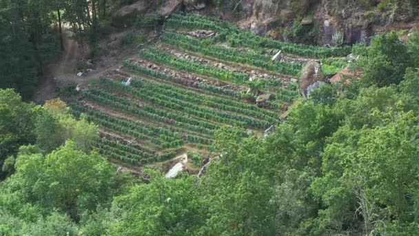 Uitzicht Groene Wijngaarden — Stockvideo