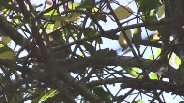 Bir kuş dalları arasında