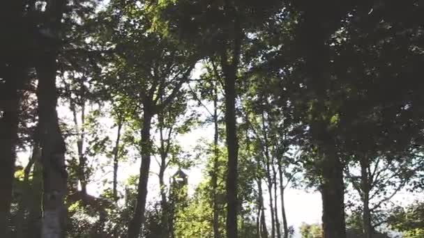 Bäume Mit Der Sonne Dazwischen — Stockvideo