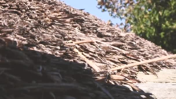 Macro Thatch Roof Pedrafita Cebreiro — Stock Video