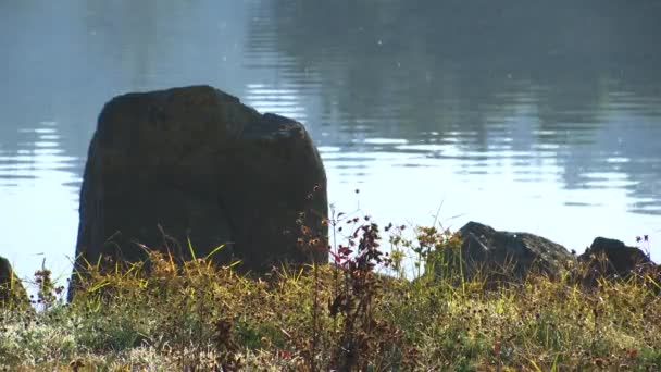 Pierre Sur Côte Lac — Video