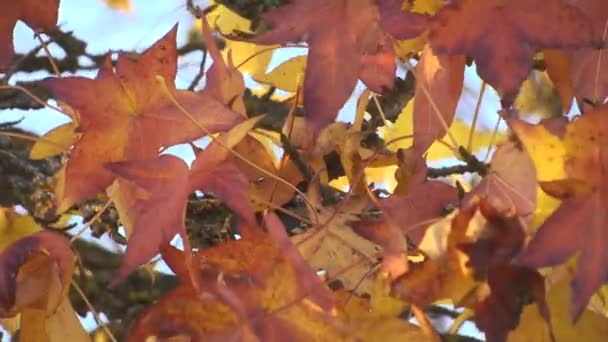 Feuilles Dans Arbre — Video