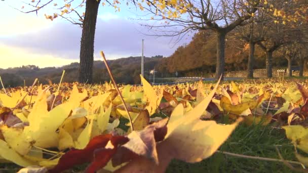 Foglie Nel Terreno — Video Stock