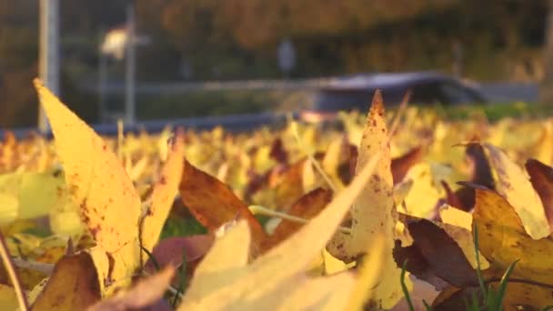 Leafs Focused Car Defocused — Stock Video