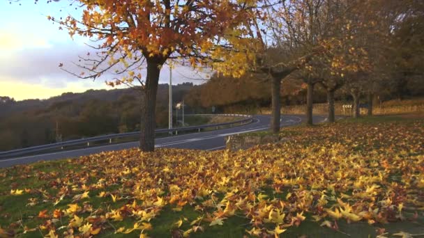 Park Autumn Trees Leafs Ground — Stock Video