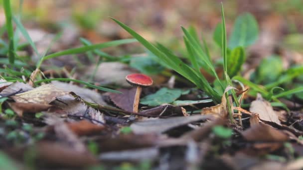 Kleine rode paddestoelen op de bodem — Stockvideo