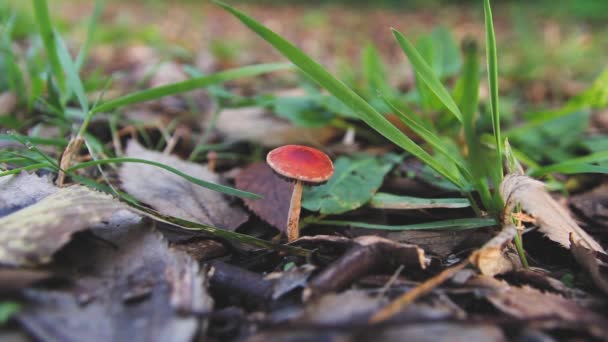 Malé červené houby na půdě — Stock video