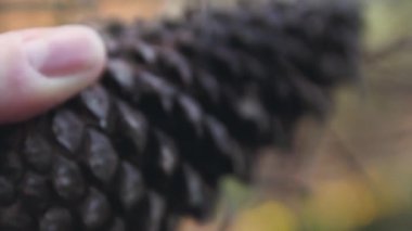 Bir ağaç ananas görünümünü kapat