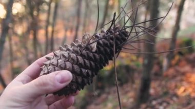 Bir ağaç ananas sürdürülmesi el