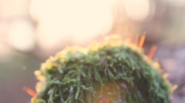 Moss tarafından çevrili taş