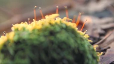 Moss tarafından çevrili taş