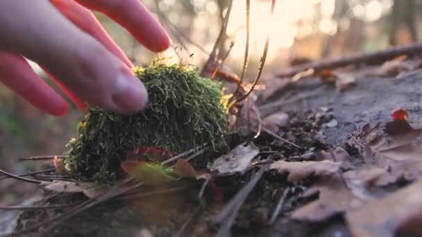 Hand nemen een stenen omgeven door Moss — Stockvideo