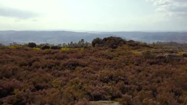 Orman yukarıda uçan