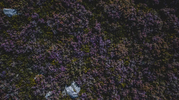 Vanuit de lucht uitzicht op het bos — Stockfoto