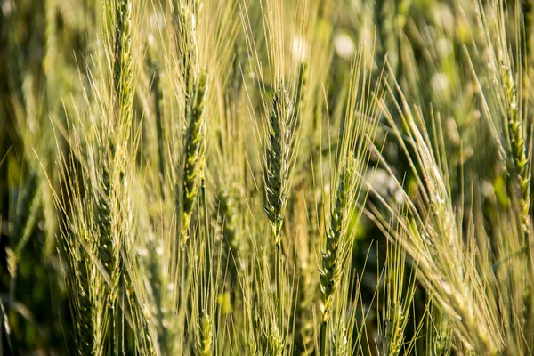 Wheat Plant Still Green — Stock Photo, Image