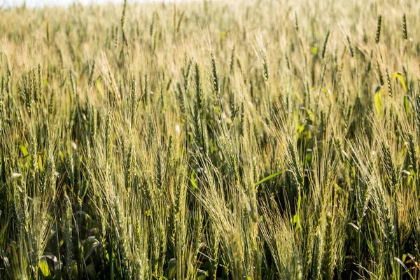 Veteplantan Fortfarande Grön — Stockfoto