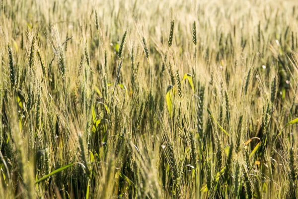 Veteplantan Fortfarande Grön — Stockfoto