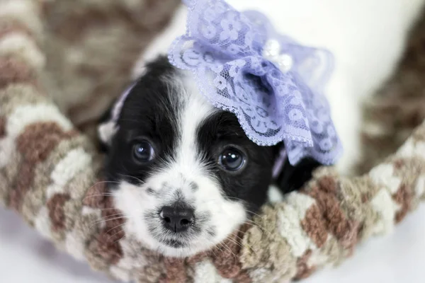 White and black female puppy cub.