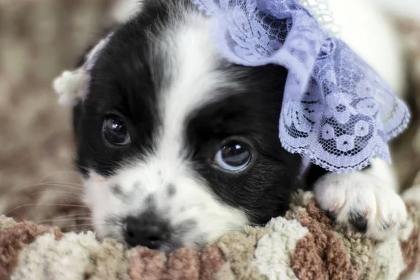 White and black female puppy cub.