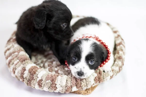 Birkaç fotoğraf için poz yavrusu