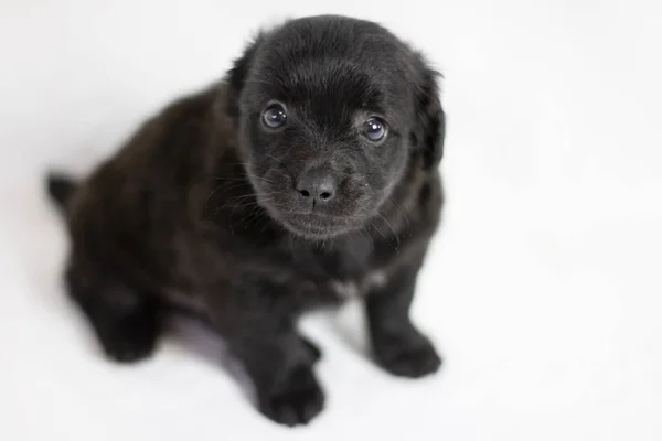 Kameraya bakarak siyah erkek yavrusu.