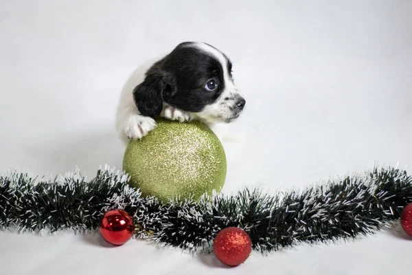 Beyaz ve siyah kadın köpek yavrusu.