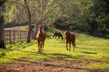 Atlar oynuyor ve yiyor, otlakta başıboş..
