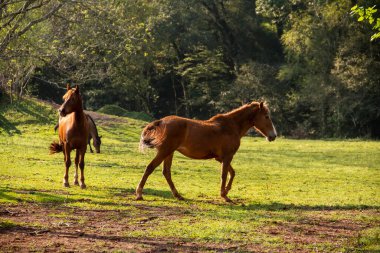 Atlar oynuyor ve yiyor, otlakta başıboş..