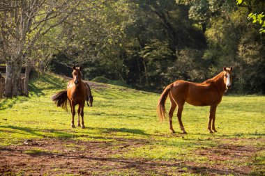 Atlar oynuyor ve yiyor, otlakta başıboş..