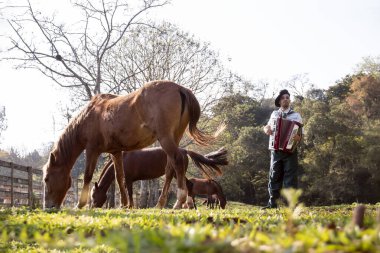 Gaucho atların arasında mızıka çalıyor..