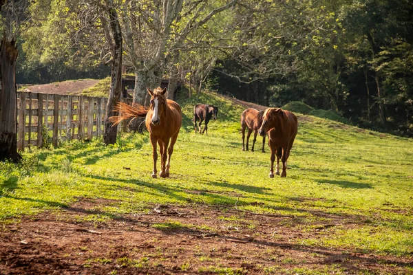 Cavalli che giocano e mangiano, sciolti nel pascolo. — Foto Stock