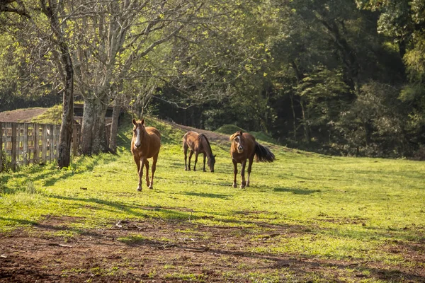 Atlar oynuyor ve yiyor, otlakta başıboş..