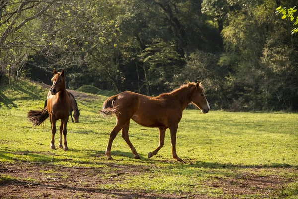 Horses playing and eating, loose in the pasture. — Stock Photo, Image