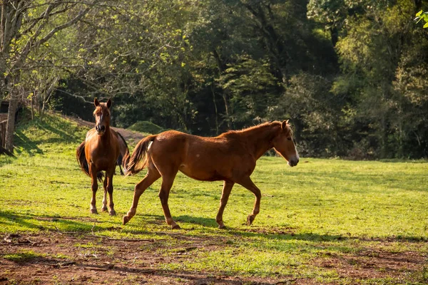 Cavalli che giocano e mangiano, sciolti nel pascolo. — Foto Stock