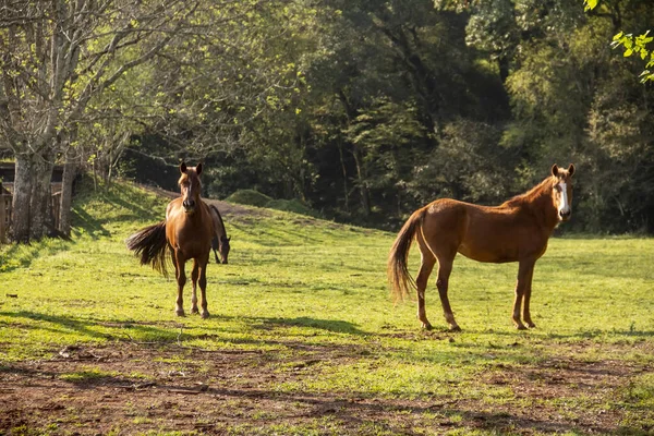 Atlar oynuyor ve yiyor, otlakta başıboş.. — Stok fotoğraf
