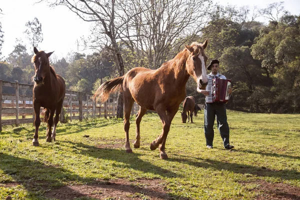 Gaucho atların arasında mızıka çalıyor..