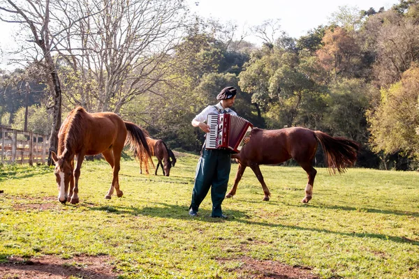 Гаучо играет на гармошке среди лошадей. — стоковое фото