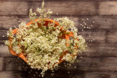 Yaşlı veya mürver (Sambucus nigra) çiçekler, kendi tıbbi özellikleri için ünlü bir lezzetli sağlıklı gıda.