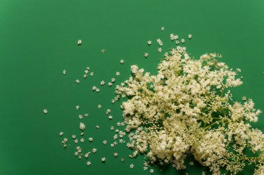 Yaşlı veya mürver (Sambucus nigra) çiçekler, kendi tıbbi özellikleri için ünlü bir lezzetli sağlıklı gıda.