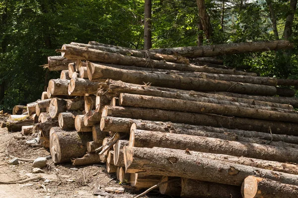 Timber harvesting for lumber industry or wooden housing construction.