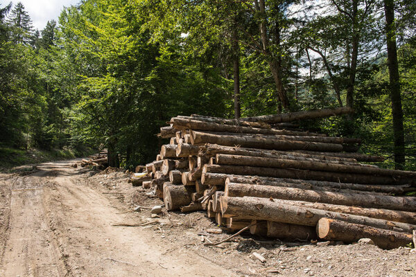 Timber harvesting for lumber industry or wooden housing construction.