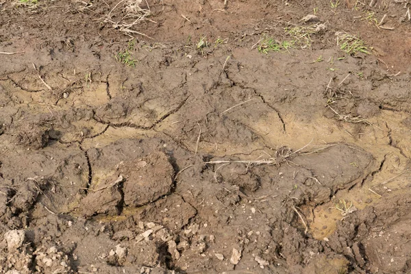 Dirt or soil close-up, environmental texture, pattern.