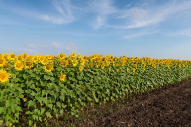 Çiçeklenme büyük ayçiçeği bitki yaz saati alanında ile kırsal sahne. Çiçekli parlak sarı ayçiçeği arka plan.