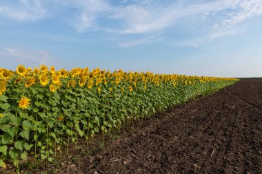 Bir mavi gökyüzü arka plan ayçiçeği ekimi.