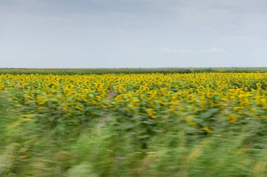 Araba, yüksek hızda, mavi gökyüzü arka plan bulanık ayçiçeği alanları göster.